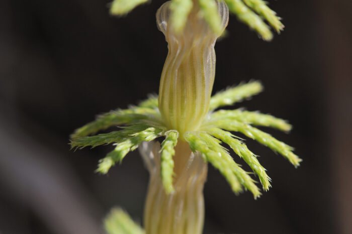 Skogsnelle (Equisetum sylvaticum)