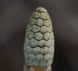 Skogsnelle (Equisetum sylvaticum)