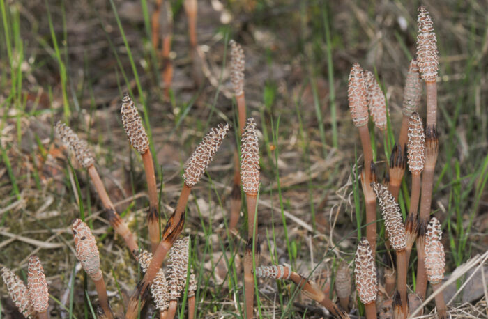 Åkersnelle (Equisetum arvense)