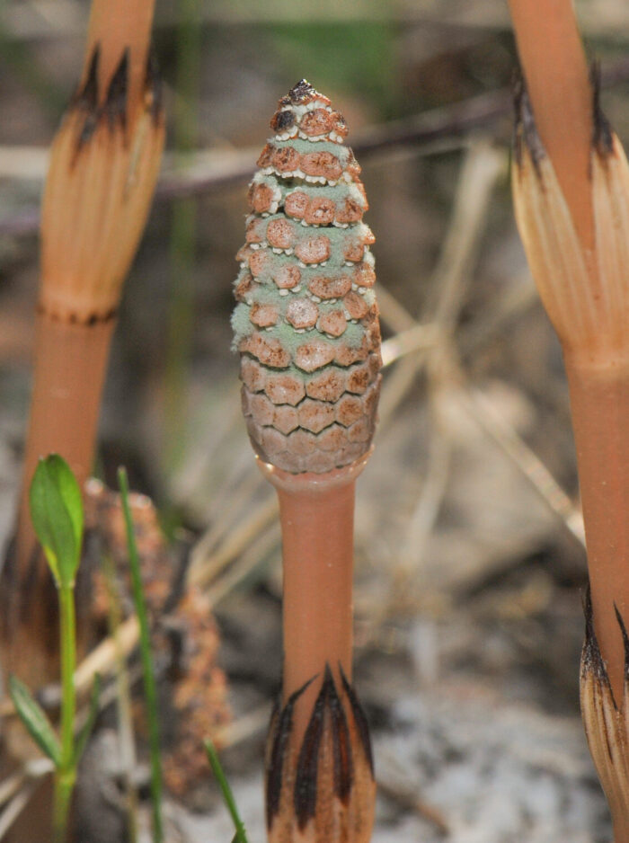 Åkersnelle (Equisetum arvense)