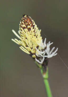 Kornstarr (Carex panicea)