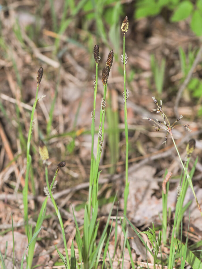 Kornstarr (Carex panicea)