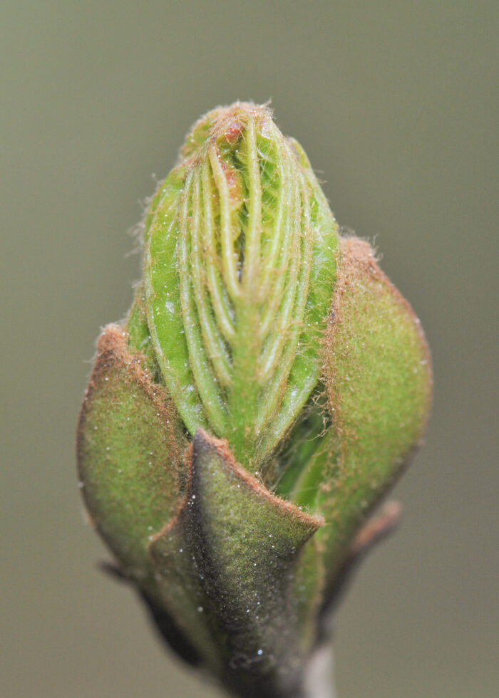 Ask (Fraxinus excelsior)