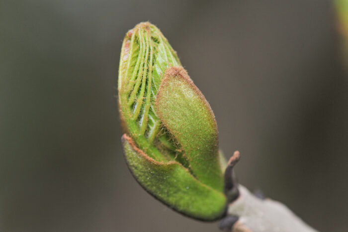 Ask (Fraxinus excelsior)