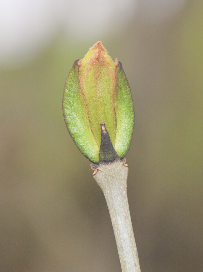 Ask (Fraxinus excelsior)