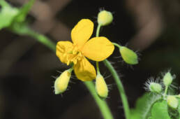 Svaleurt (Chelidonium majus)