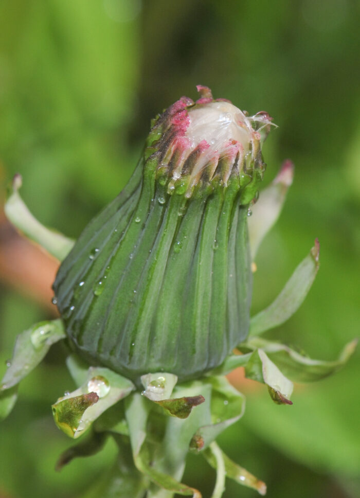 Løvetann (Taraxacum officinale)