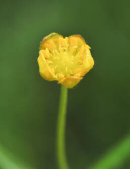 Nyresoleie (Ranunculus auricomus)