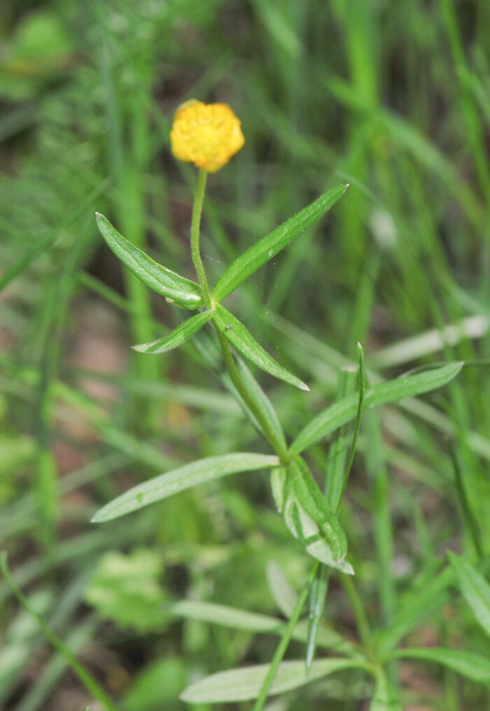 Nyresoleie (Ranunculus auricomus)