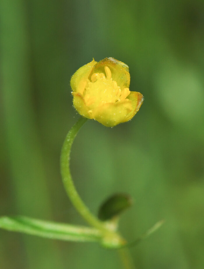 Nyresoleie (Ranunculus auricomus)