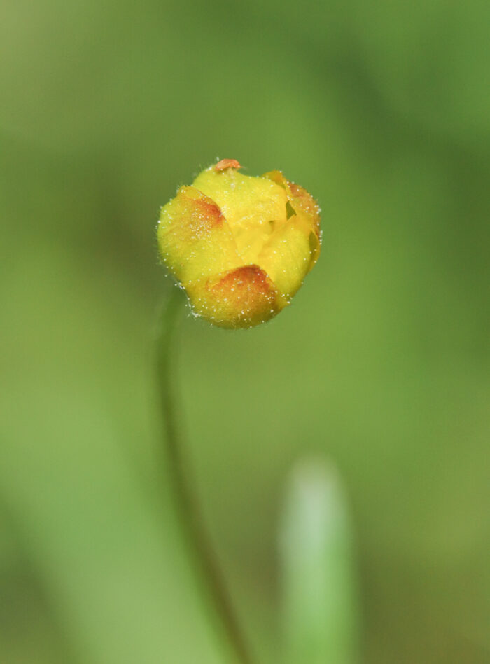 Nyresoleie (Ranunculus auricomus)