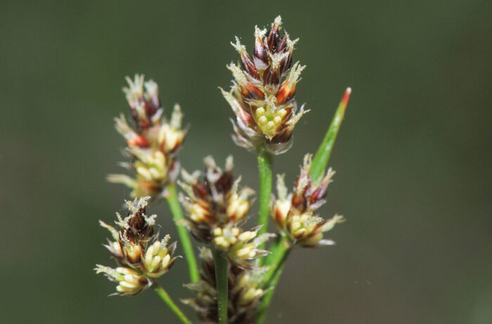 Engfrytle (Luzula multiflora ssp multiflora)