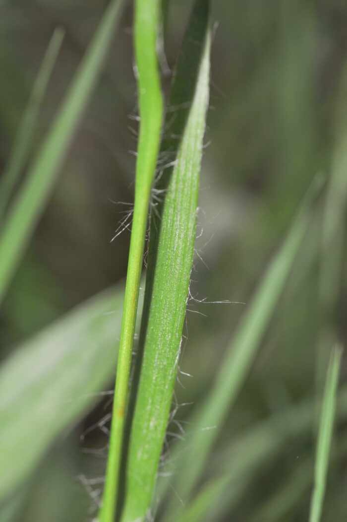 Engfrytle (Luzula multiflora ssp multiflora)