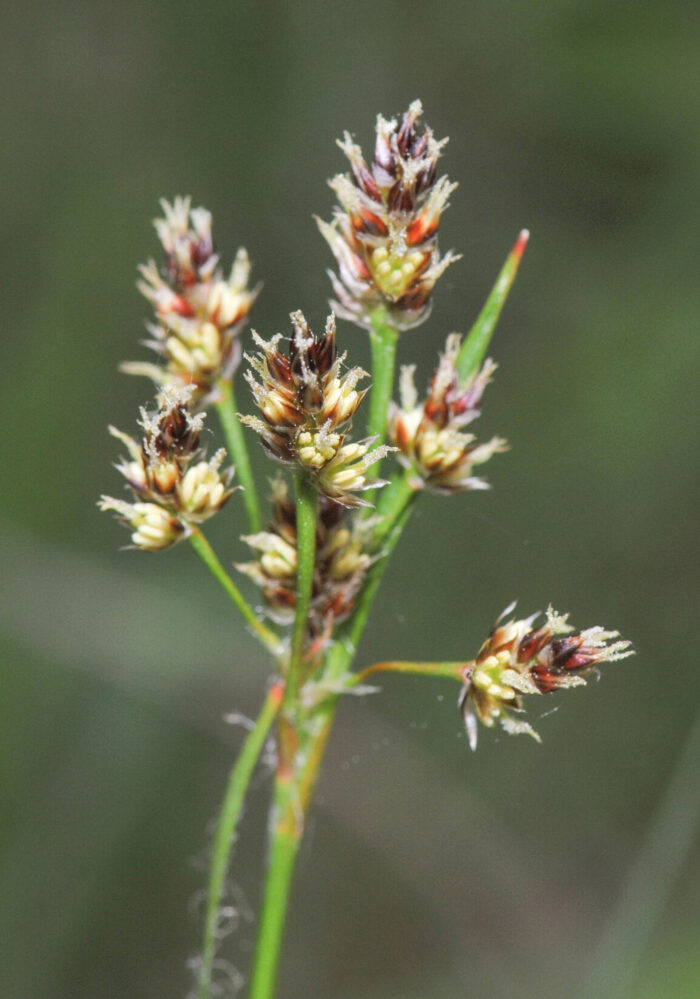 Engfrytle (Luzula multiflora ssp multiflora)