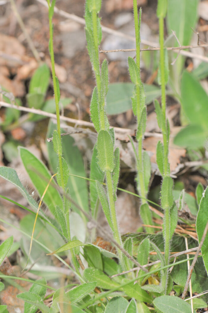 Bergskrinneblom (Arabis hirsuta)