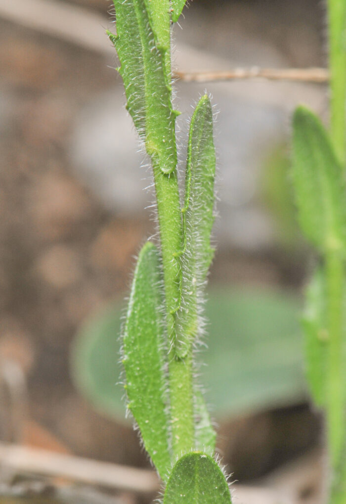 Bergskrinneblom (Arabis hirsuta)