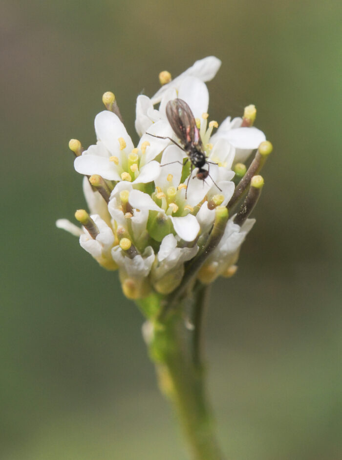 Bergskrinneblom (Arabis hirsuta)