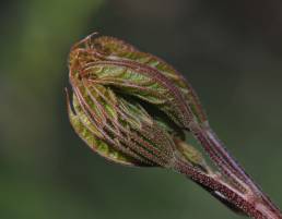 Spisslønn (Acer platanoides)