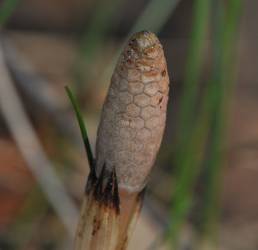 Åkersnelle (Equisetum arvense)