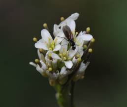 Bergskrinneblom (Arabis hirsuta)