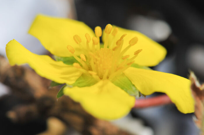 Gåsemure (Potentilla anserina)