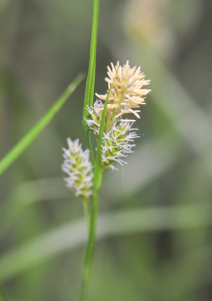 Bleikstarr (Carex pallescens)