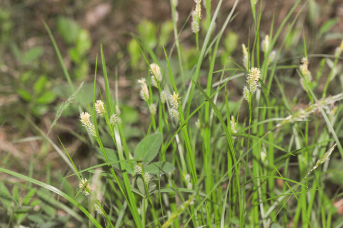 Bleikstarr (Carex pallescens)