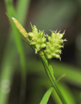 Bleikstarr (Carex pallescens)