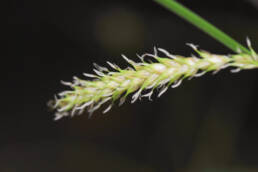 Sennegress (Carex vesicaria)