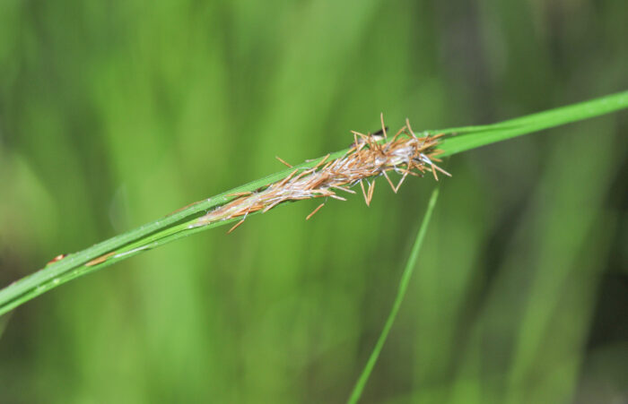 Sennegress (Carex vesicaria)