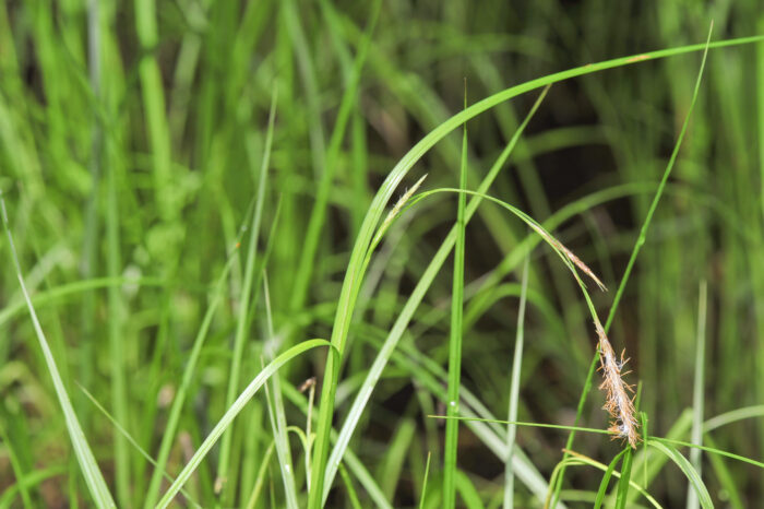 Sennegress (Carex vesicaria)