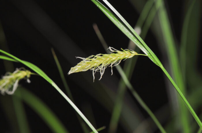 Sennegress (Carex vesicaria)