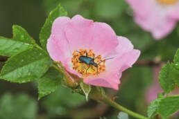 Kjøttnype (Rosa dumalis)