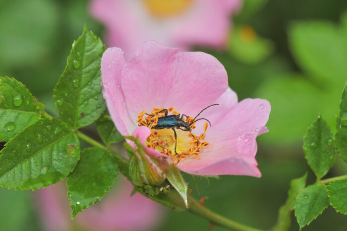 Kjøttnype (Rosa dumalis)