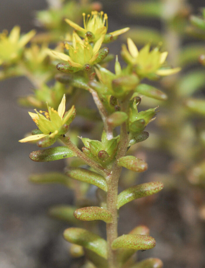 Småbergknapp (Sedum annuum)