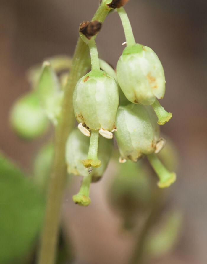 Legevintergrønn (Pyrola rotundifolia)