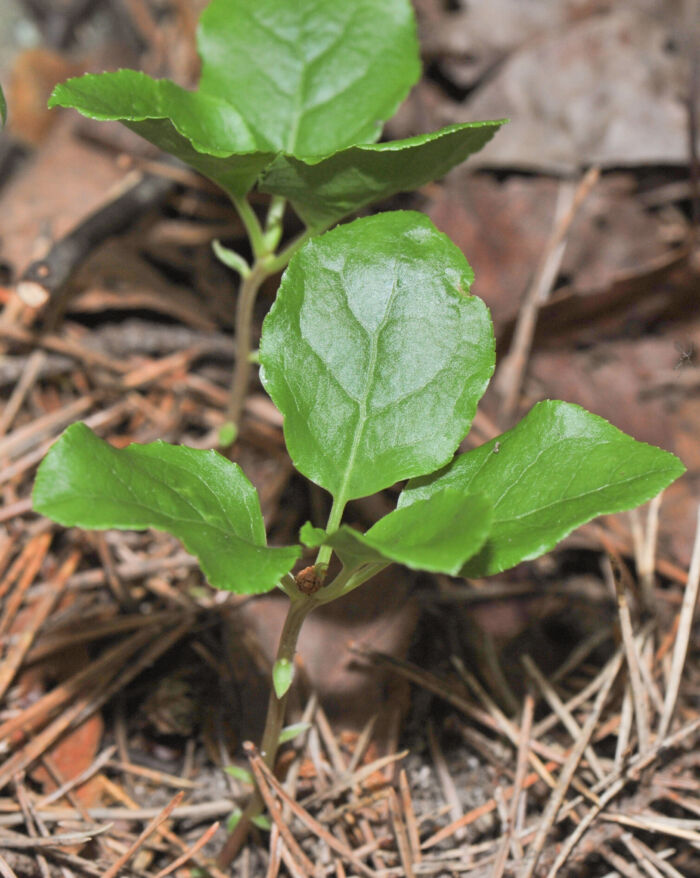 Legevintergrønn (Pyrola rotundifolia)