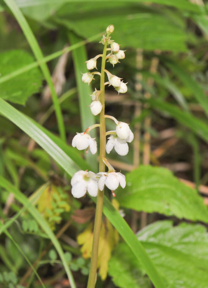 Legevintergrønn (Pyrola rotundifolia)