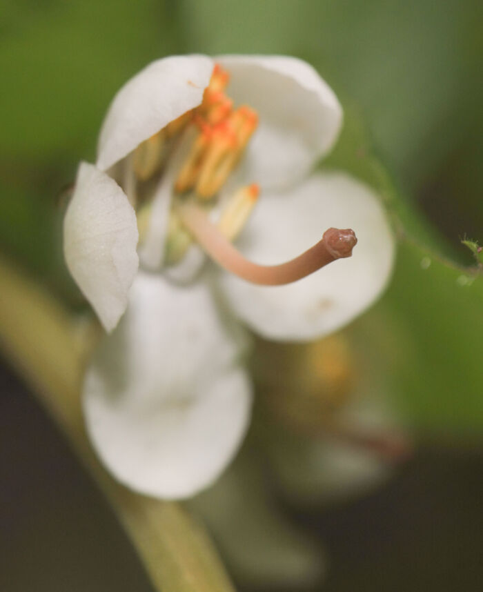 Legevintergrønn (Pyrola rotundifolia)