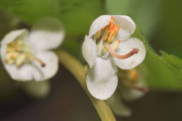 Legevintergrønn (Pyrola rotundifolia)