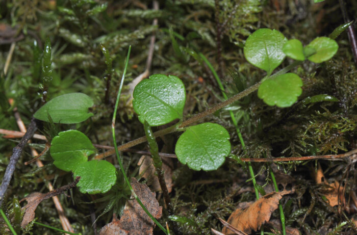 Linnea (Linnaea borealis)