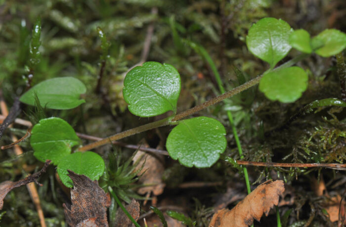 Linnea (Linnaea borealis)