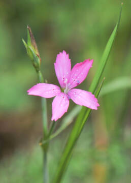 Engnellik (Dianthus deltoides)