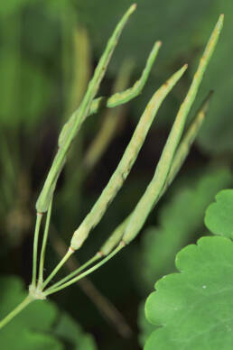 Svaleurt (Chelidonium majus)