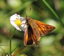 Engsmyger (Ochlodes sylvanus)