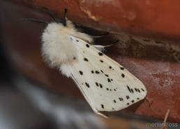 Vanlig tigerspinner (Spilosoma lubricipeda)