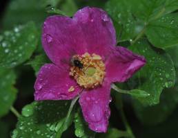 Kanelrose (Rosa cinnamomea)