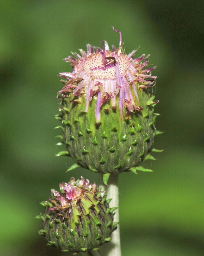 Hvitbladtistel (Cirsium heterophyllum)