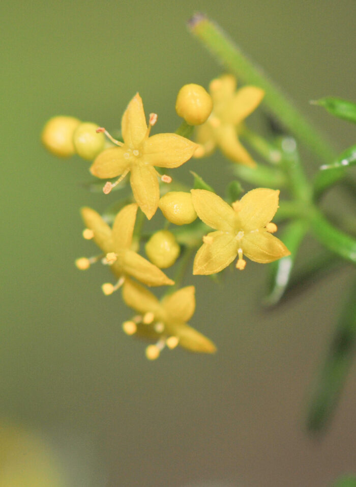 Gulmaure (Galium verum)