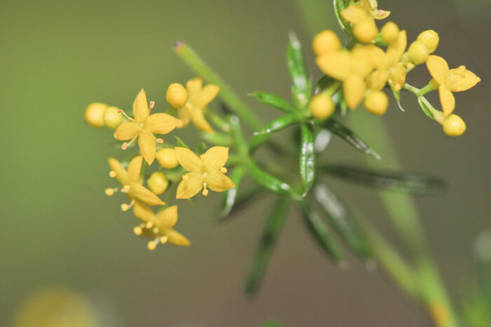 Gulmaure (Galium verum)